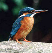 photograph of Kingfisher